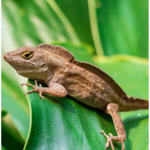 WC Crested Anole