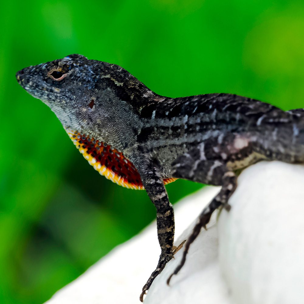 WC Cuban Brown Anole