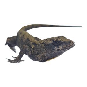 WC Bark Anole