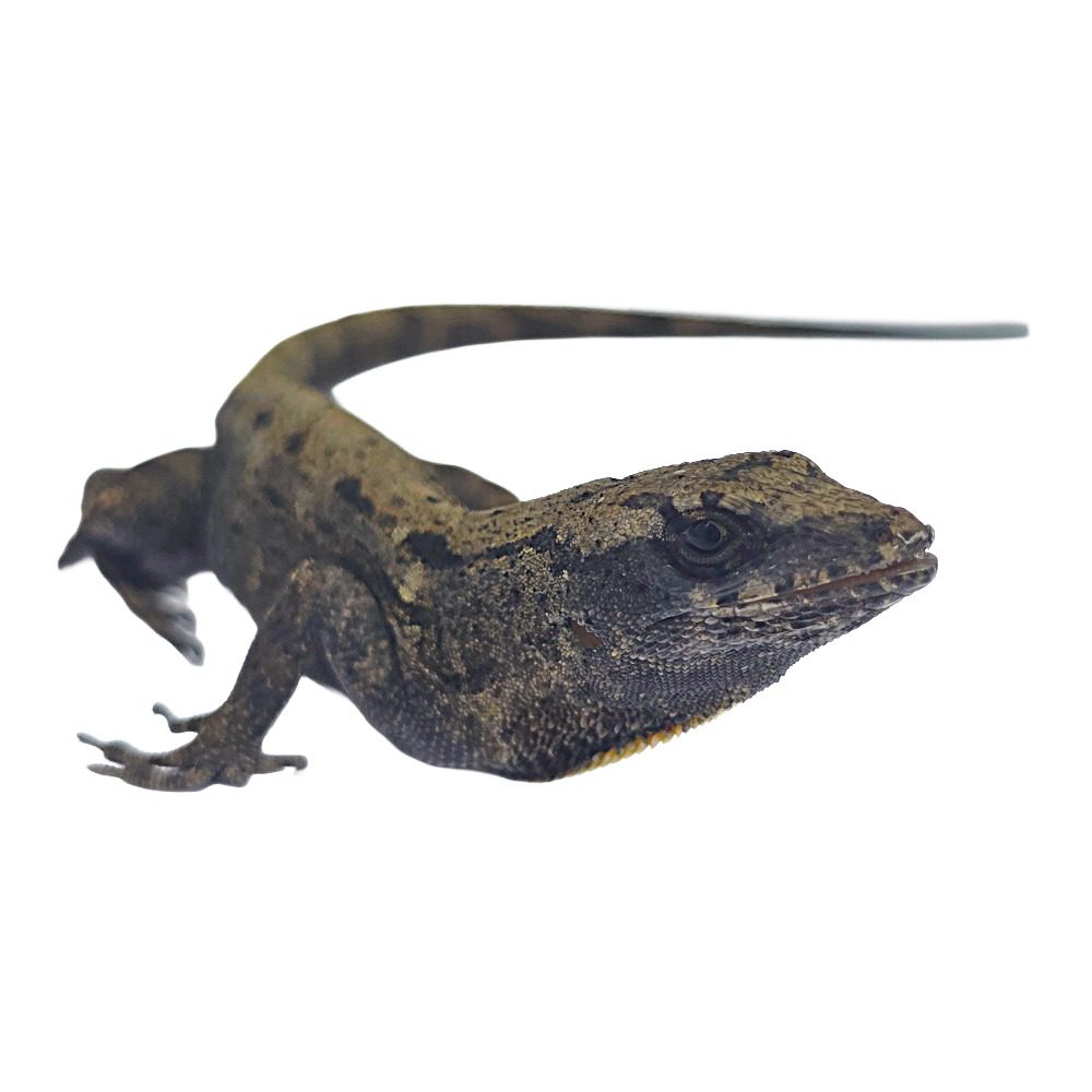 WC Bark Anole