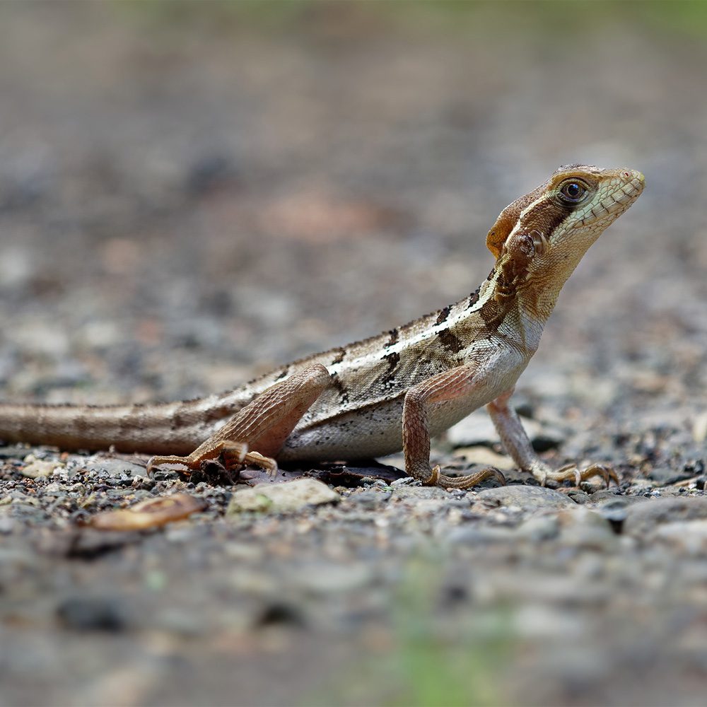 CB Brown Basilisk