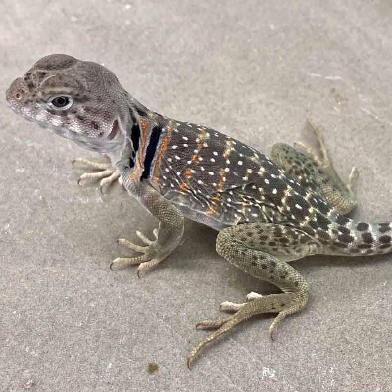 CB Blue Eastern Collared Lizard