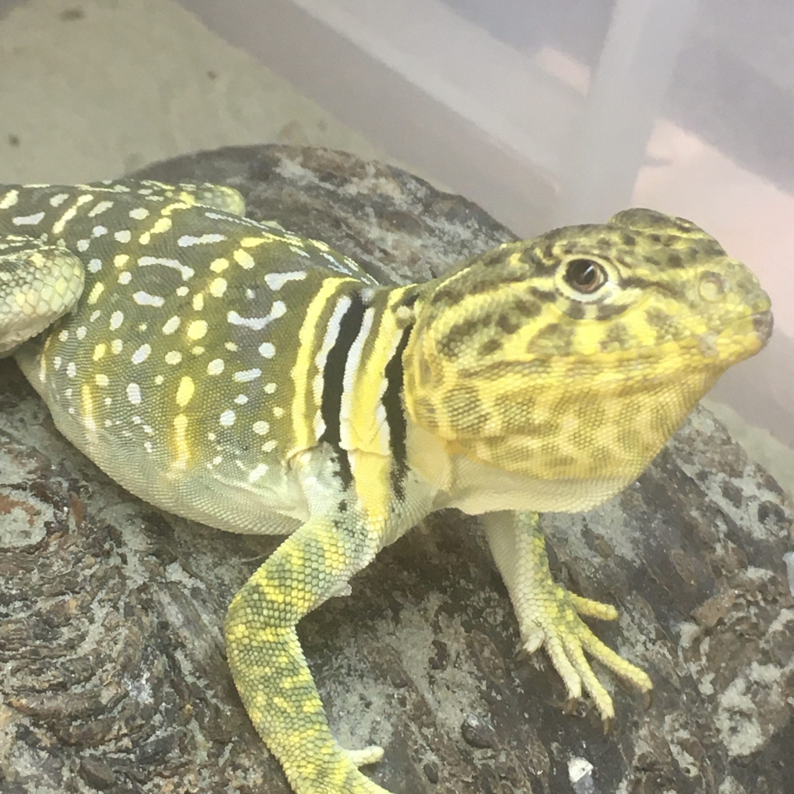 CB MALE Yellow Collared Lizard