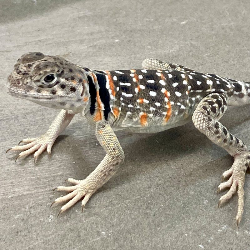 CB Yellow Eastern Collared Lizard