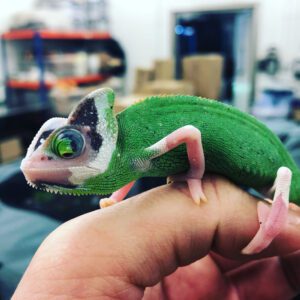 CB FEMALE PIED Yemen Chameleon