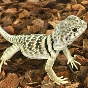 CB Eastern Collared Lizard