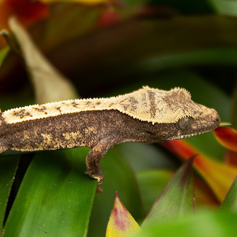 CB FLAME Crested Gecko