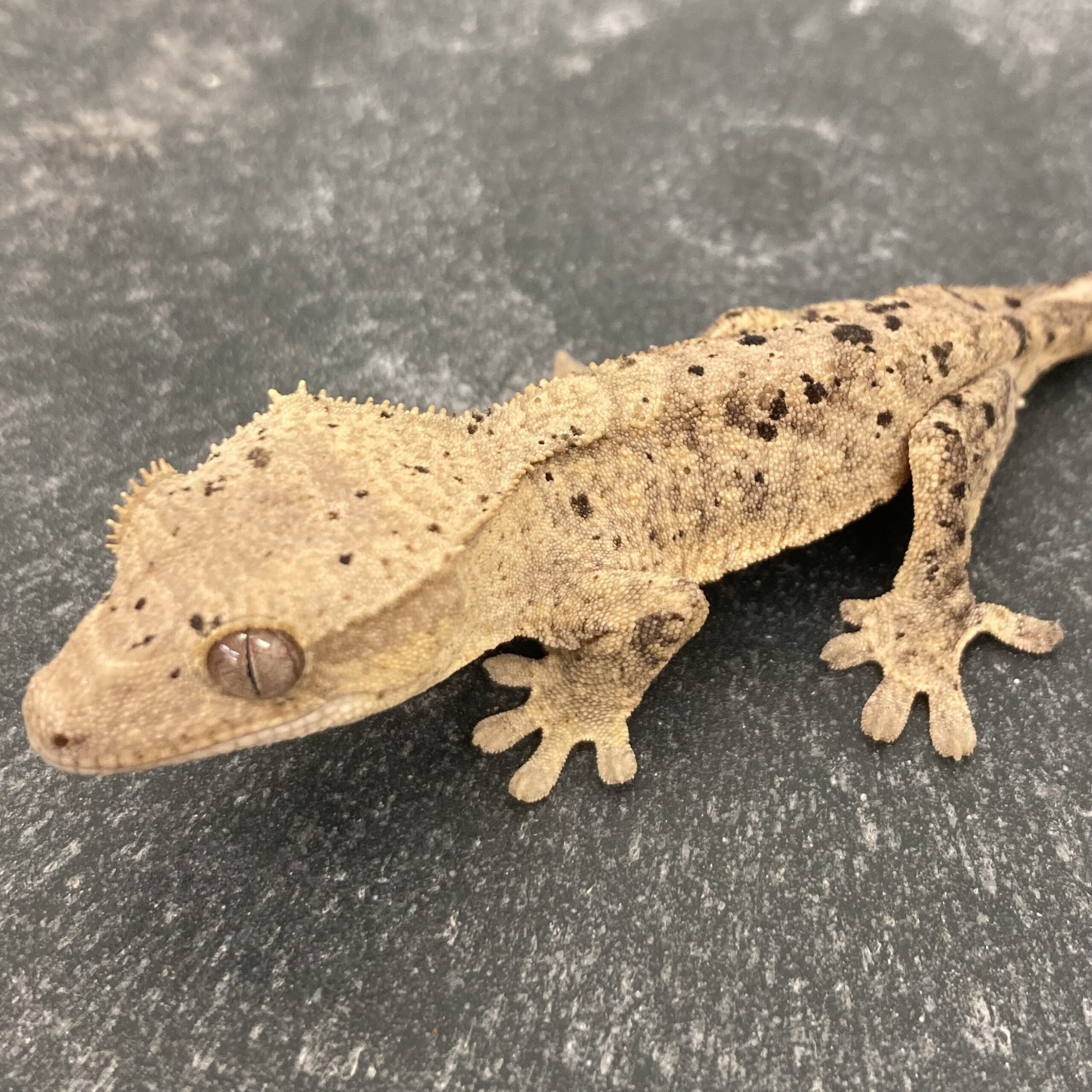 CB DALMATION Crested Gecko