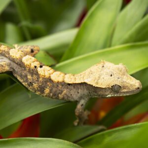 CB FLAME DALMATION Crested Gecko