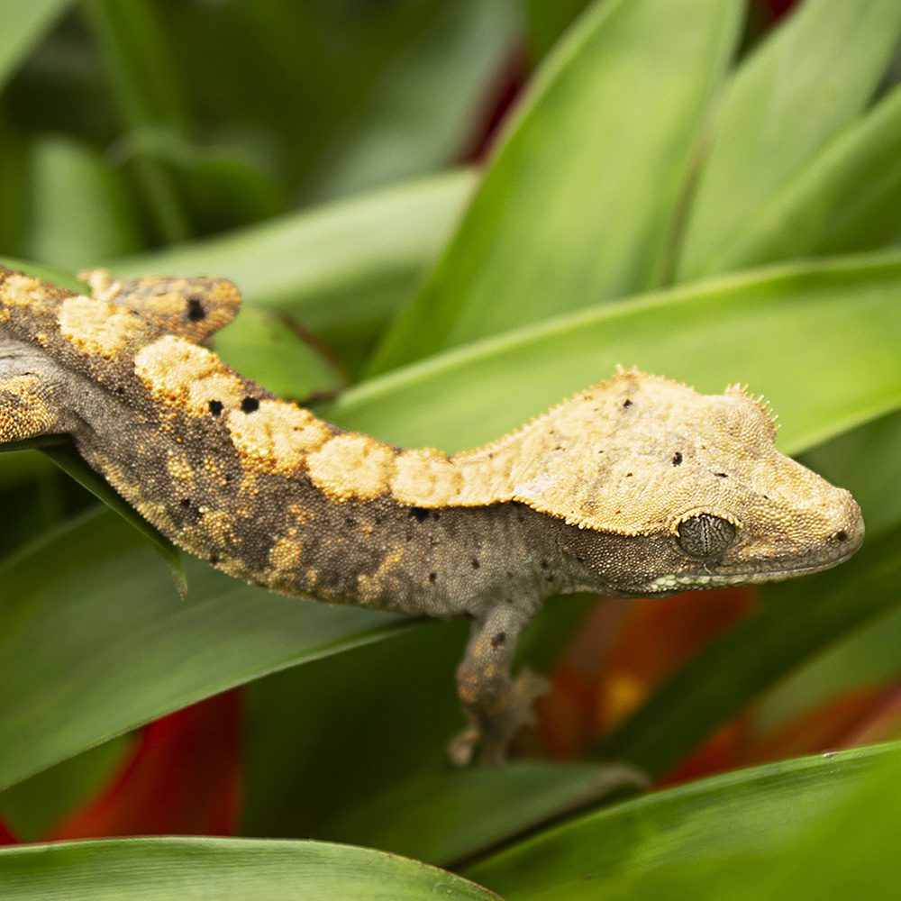 CB FLAME DALMATION Crested Gecko