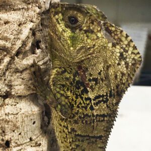 CB Lily White Crested Gecko