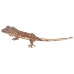 CB Lily White Crested Gecko