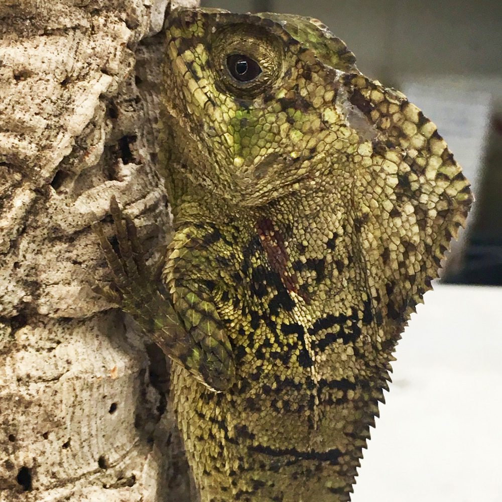 CB Lily White Crested Gecko