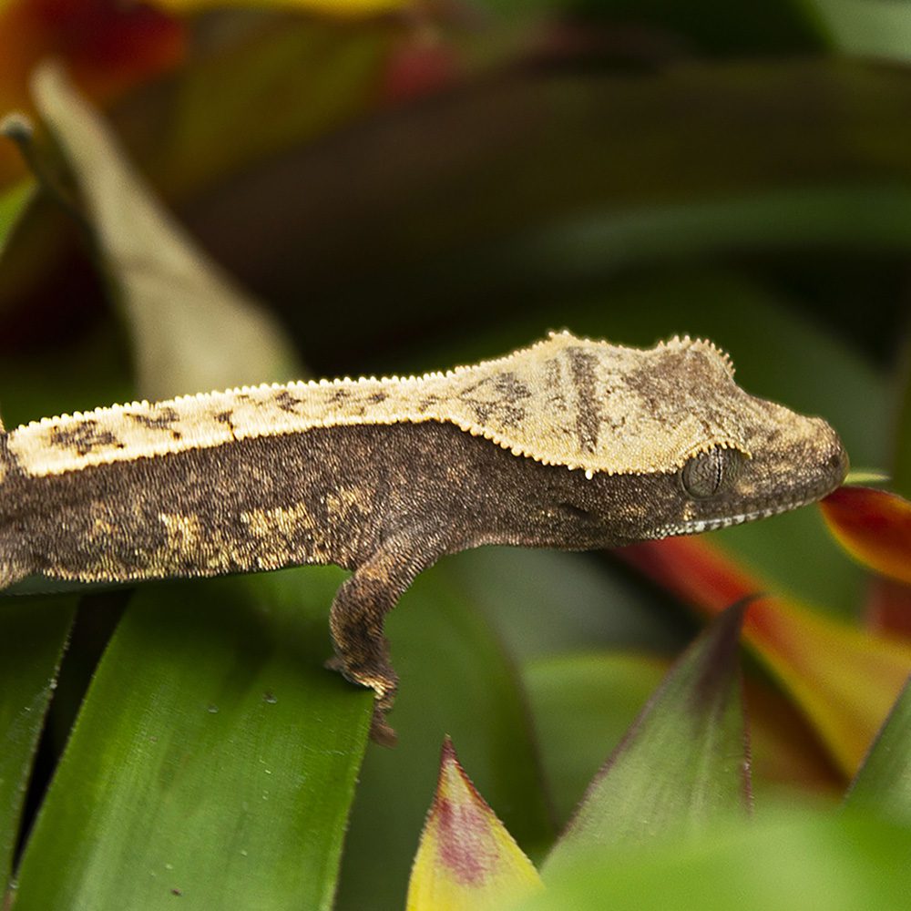 CB Flame Crested Gecko