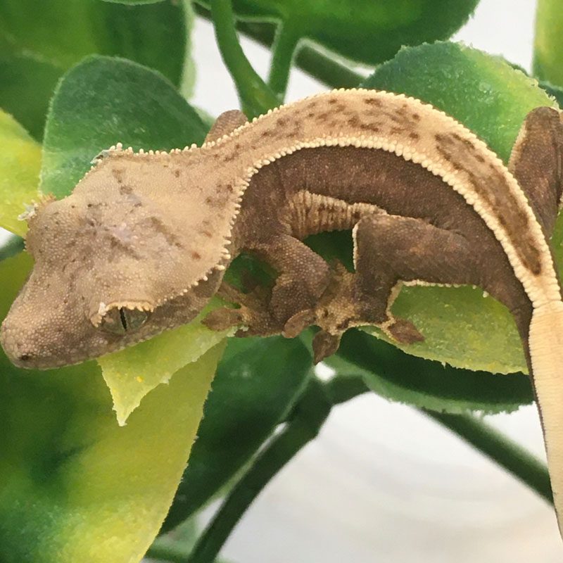 CB Pinstripe Crested Gecko