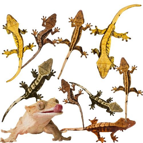 CB Crested Gecko Mixed Morph *BUNDLE of 10*