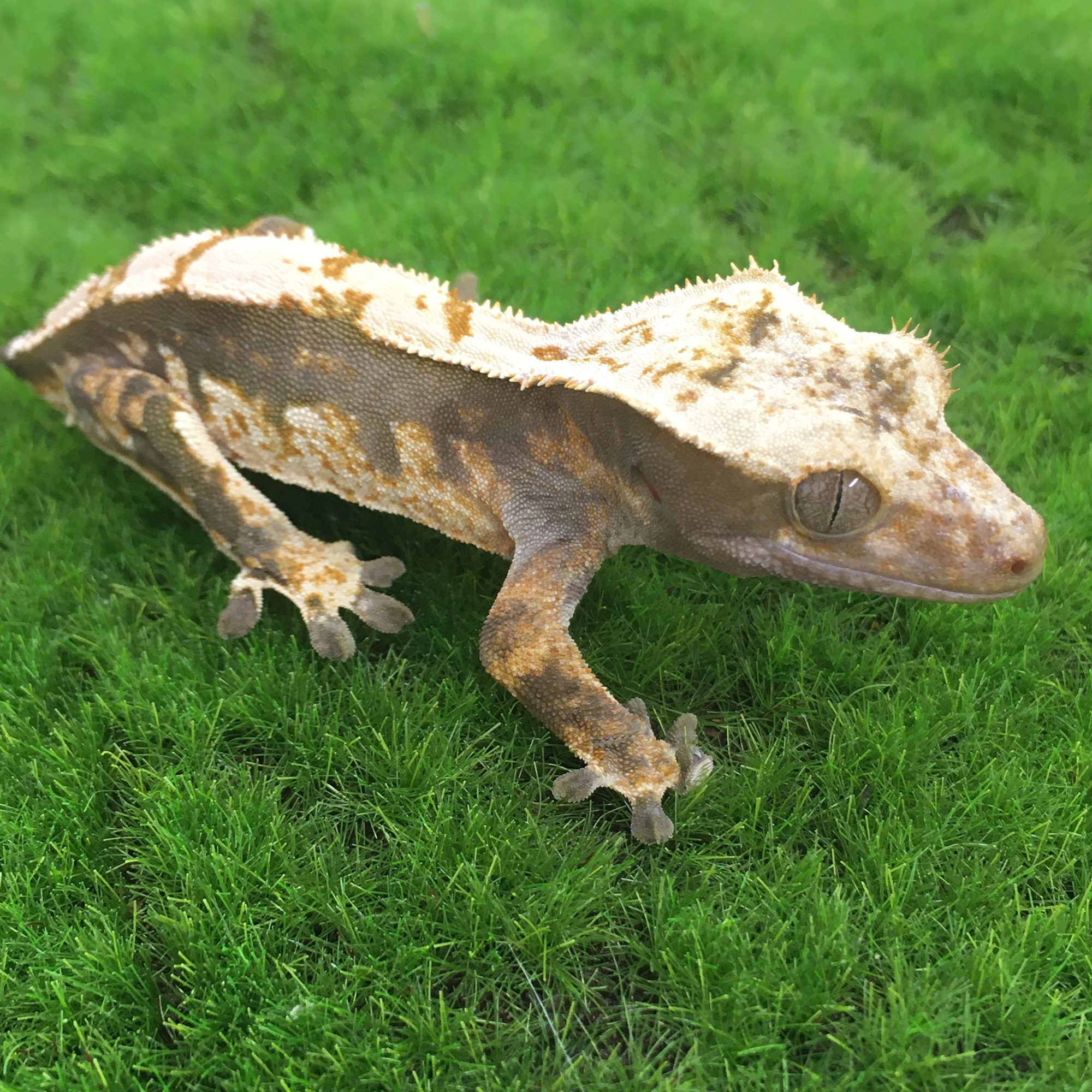 CB ADULT Mixed Morph Crested Gecko *B-GRADE*