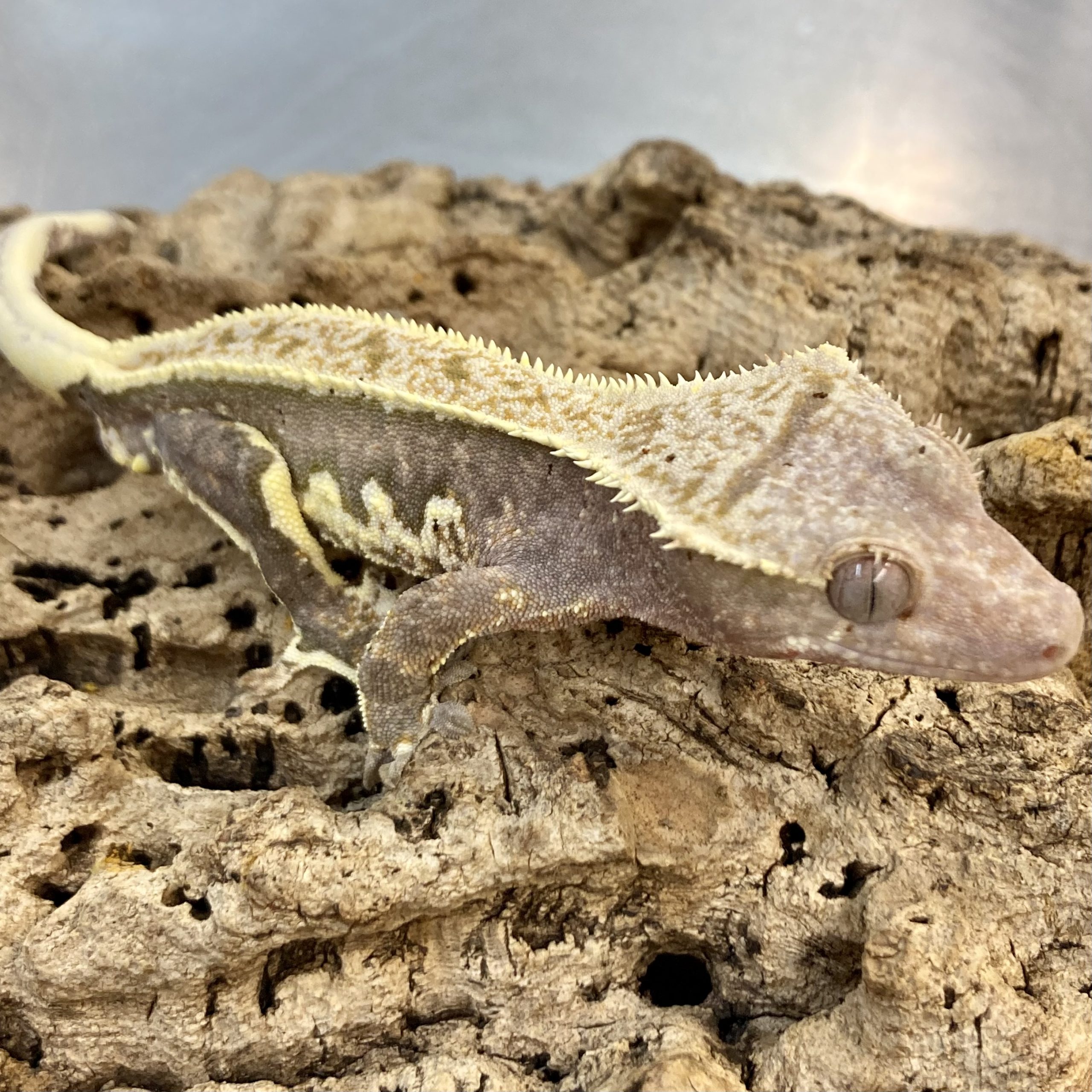 CB Pinstripe Crested Gecko