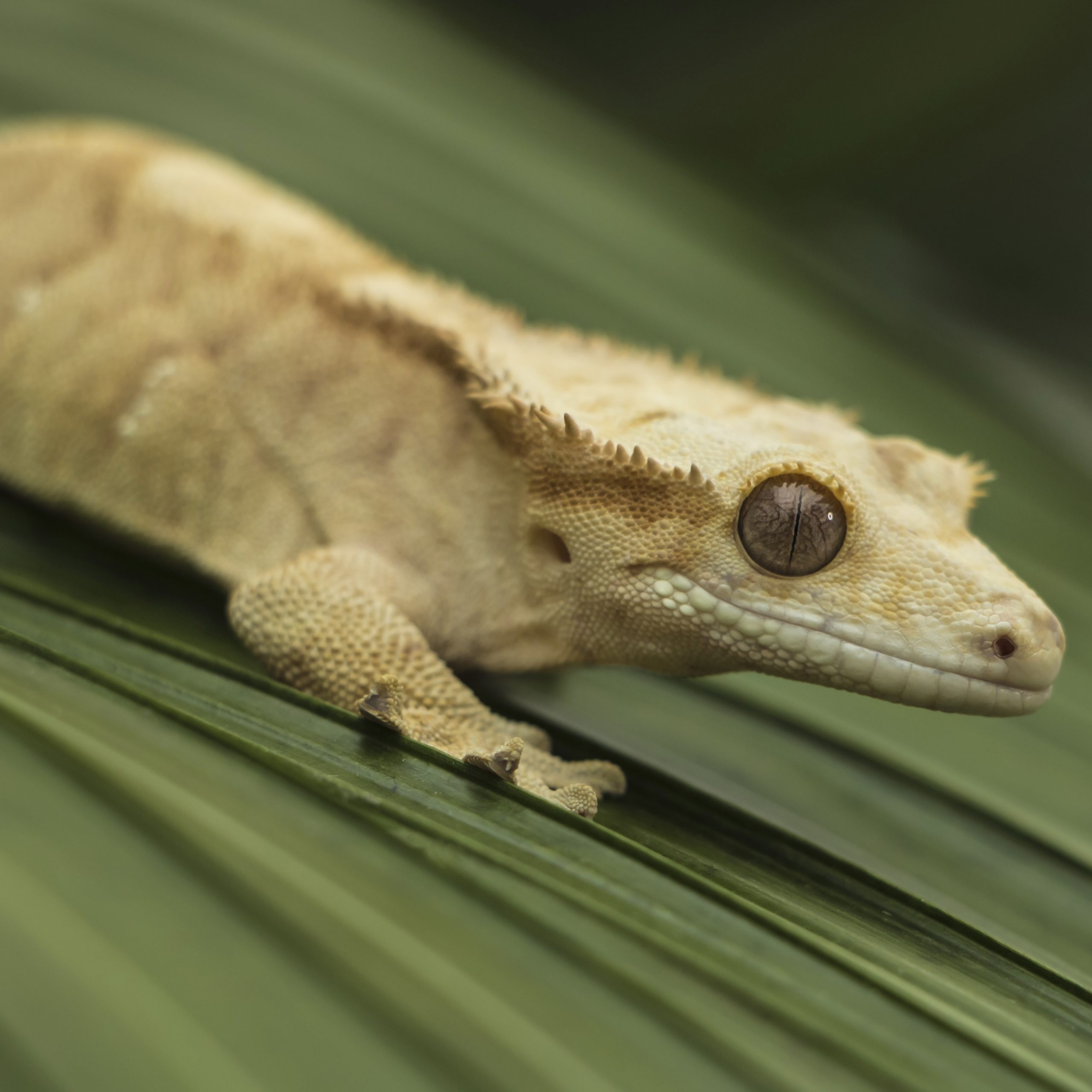 CB ADULT MALE Mixed Morph Crested Gecko