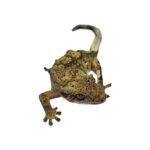 CB Harlequin Dalmatian Crested Gecko