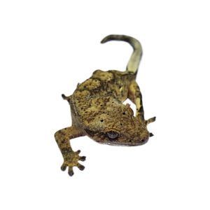 CB Harlequin Dalmatian Crested Gecko