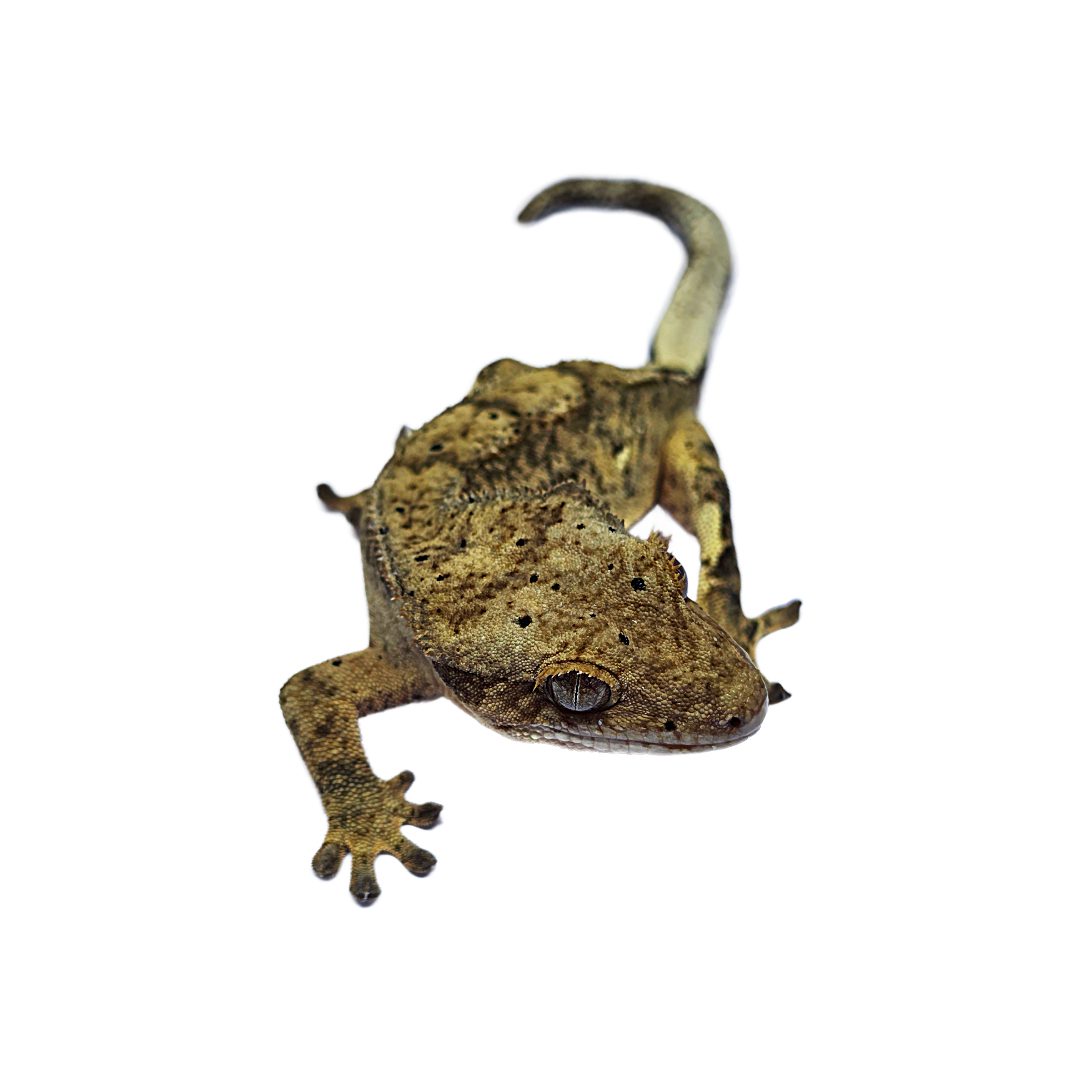 CB Harlequin Dalmatian Crested Gecko