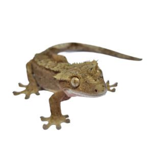 CB Adult Mixed Morph Crested gecko