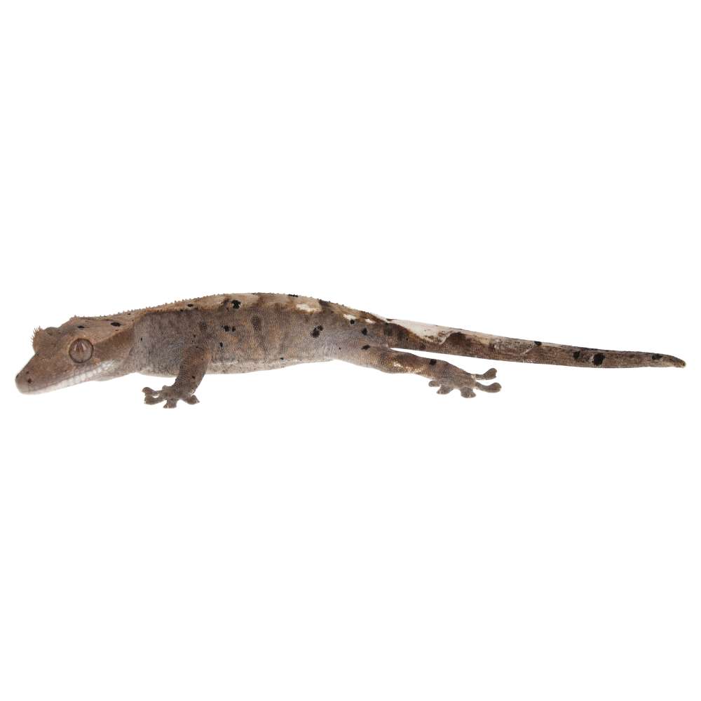 CB HARLEQUIN DALMATIAN Crested Gecko