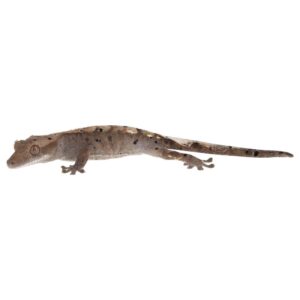 CB HARLEQUIN DALMATIAN Crested Gecko