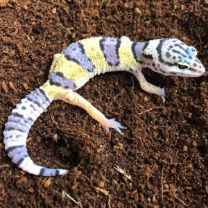 CB Leopard Gecko *BUNDLE OF 5*