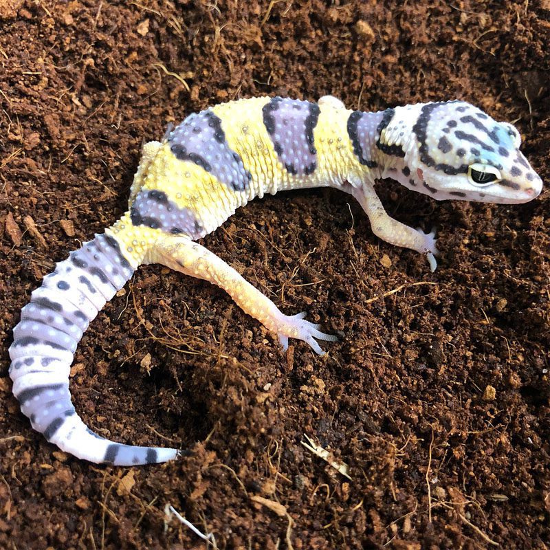 CB Leopard Gecko *BUNDLE OF 5*