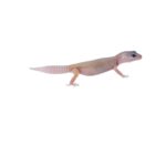 CB BLIZZARD Leopard Gecko
