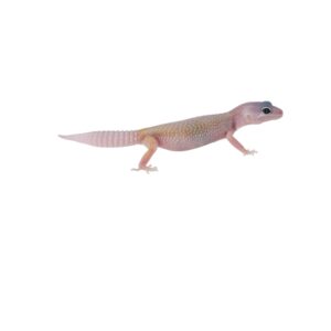 CB BLIZZARD Leopard Gecko