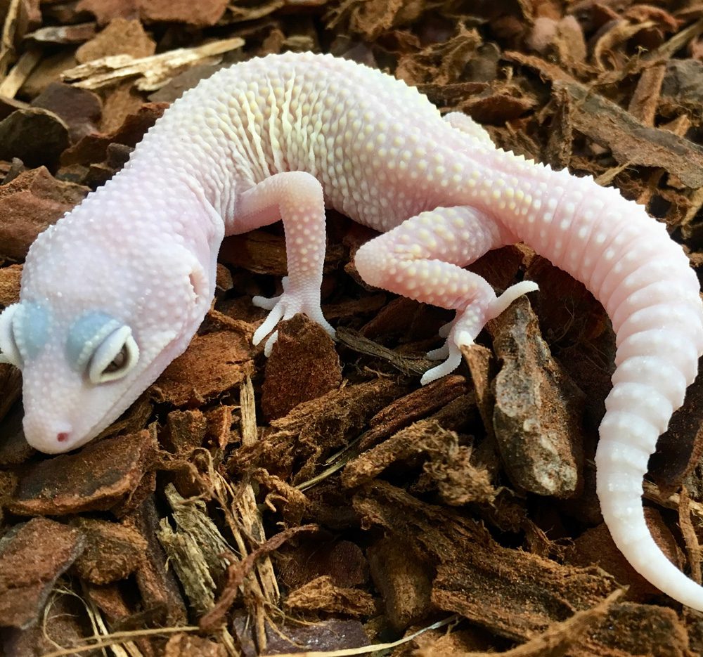 CB BLIZZARD Leopard Gecko