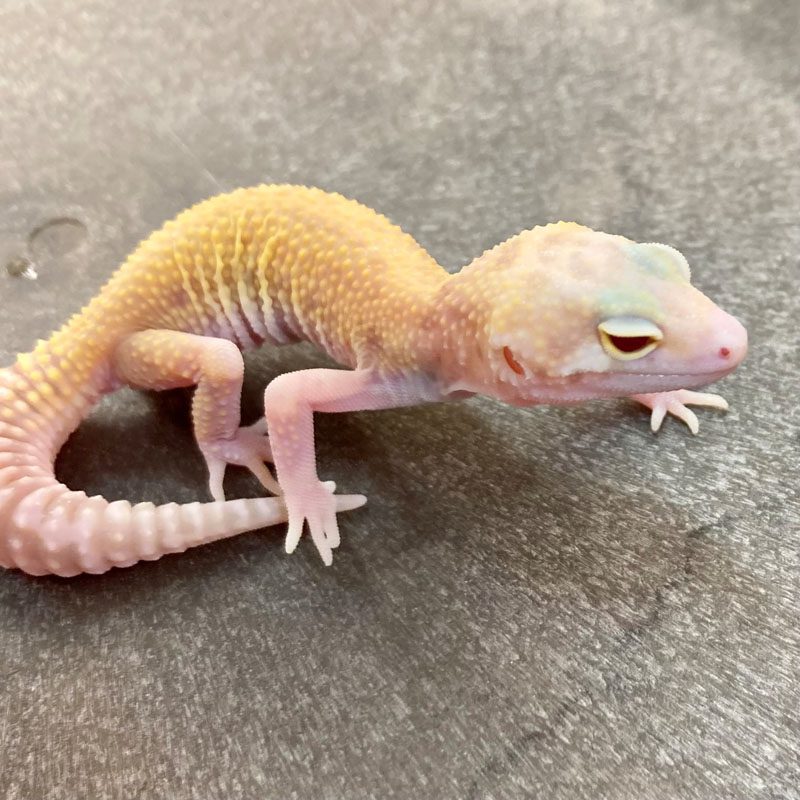 CB RAPTOR Leopard Gecko *BUNDLE OF 3*