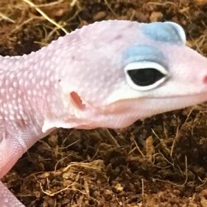 CB BANANA BLIZZARD Leopard Gecko