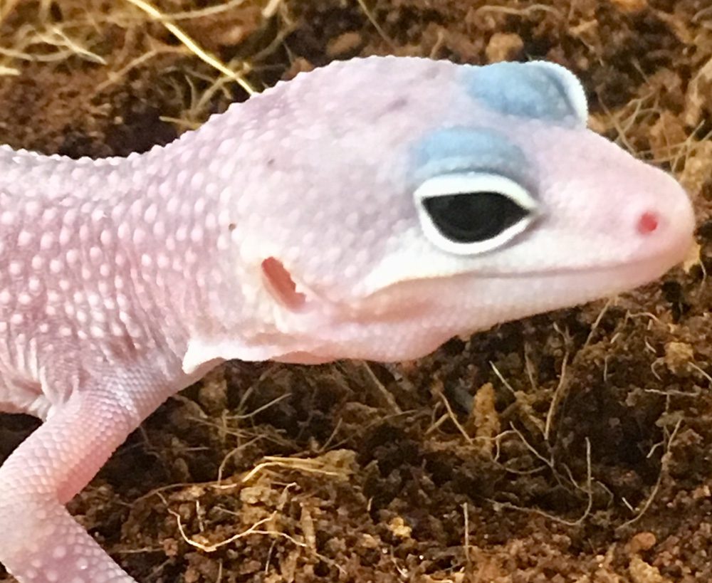 CB BANANA BLIZZARD Leopard Gecko CB BANANA BLIZZARD Leopard Gecko