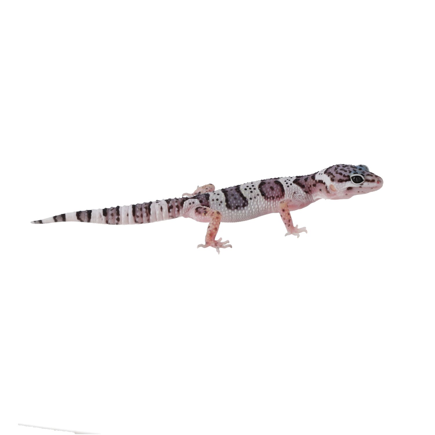 CB MACK SNOW Leopard Gecko