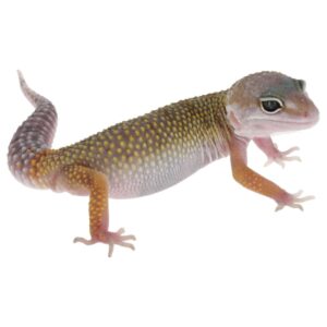 CB LEUCISTIC Leopard Gecko