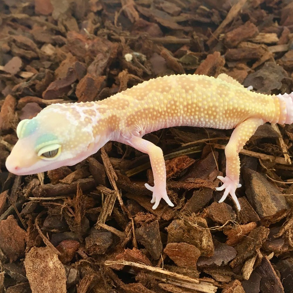 CB ALBINO LEUCISTIC Leopard Gecko