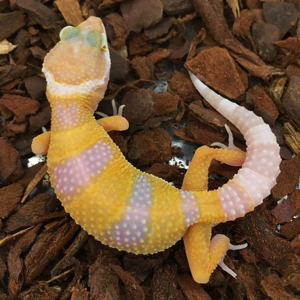 CB ALBINO Leopard Gecko