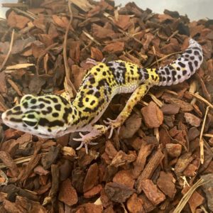 CB Adult Leopard Gecko *B-Grade*