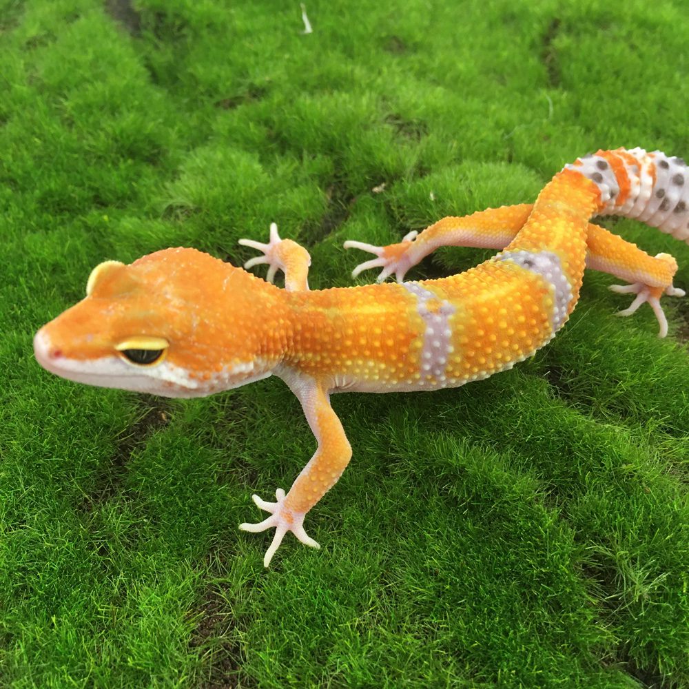 CB TANGERINE Leopard Gecko