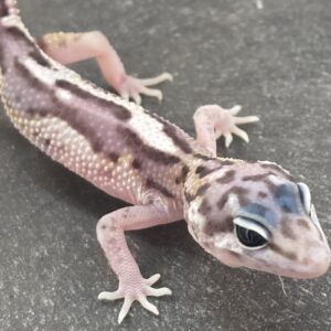 CB JUNGLE MACK SNOW Leopard Gecko