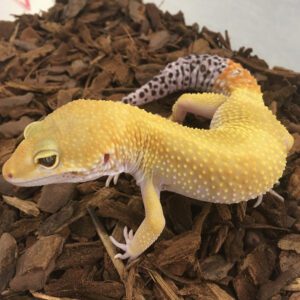 CB Sub-Adult HYPO Leopard Gecko