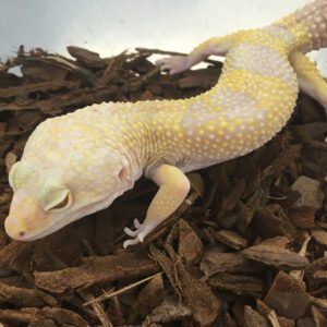 CB Sub-Adult ALBINO Leopard Gecko