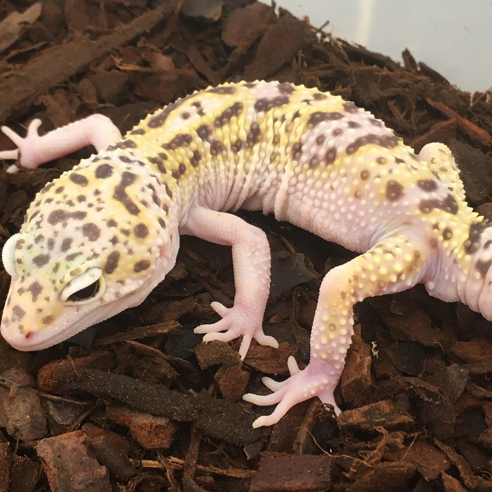 CB Adult HYPO Leopard Gecko