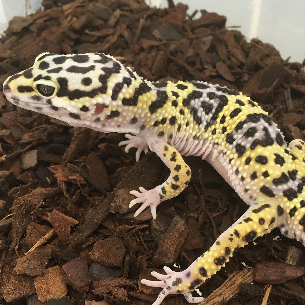 CB NORMAL Leopard Gecko