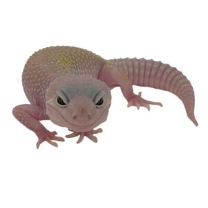 CB LEUCISTIC MACK SNOW Leopard Gecko