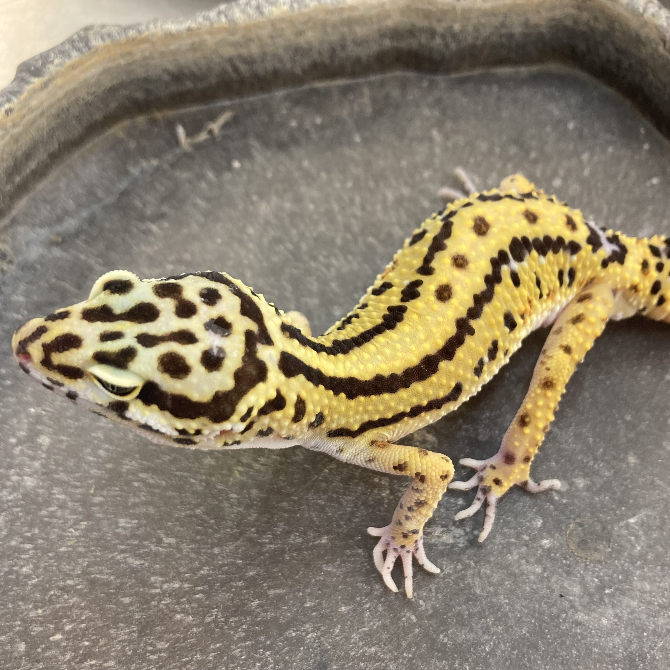 CB Sub-Adult STRIPE Leopard Gecko